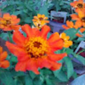 Meet your Posher, Melissa